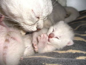 Burmilla
