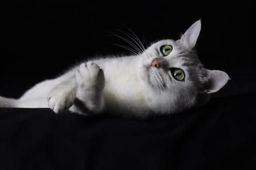 Eine Burmilla Katze